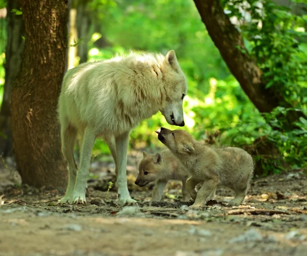 Белый волк в лесу — стоковое фото