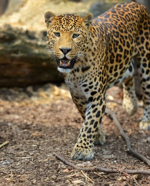 stock image Leopard