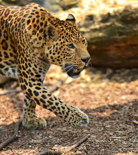 stock image Leopard portrait