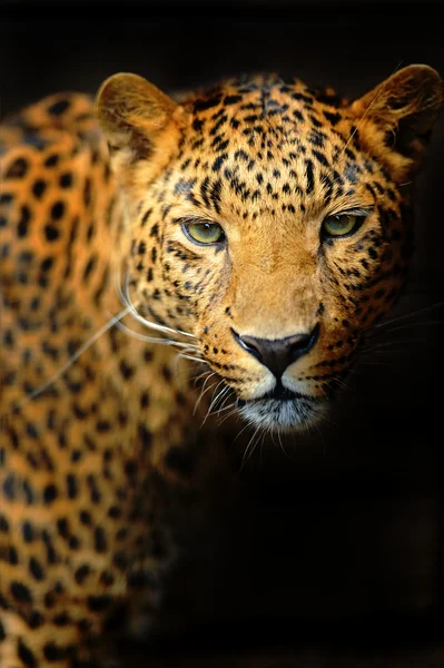 Ritratto di leopardo — Foto Stock