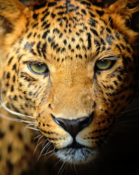 Leopard portré — Stock Fotó