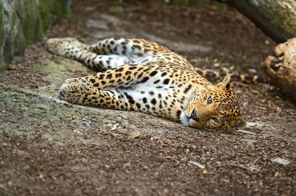 stock image Leopard