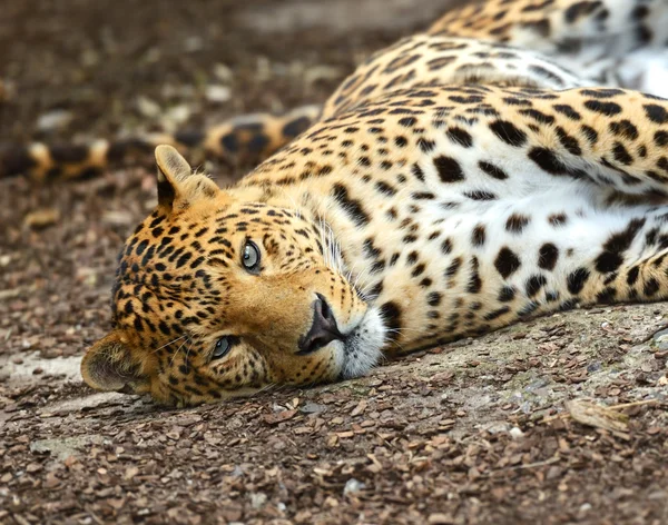 stock image Leopard portrait