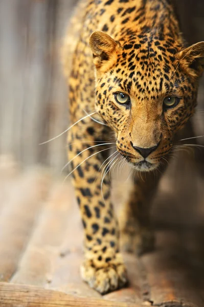 Retrato de leopardo — Foto de Stock
