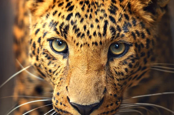 Portrait léopard — Photo