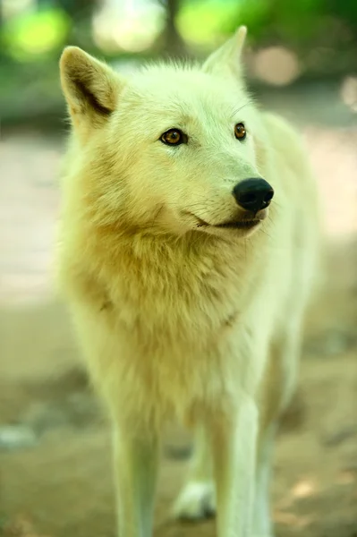 Vita vargen i skogen — Stockfoto