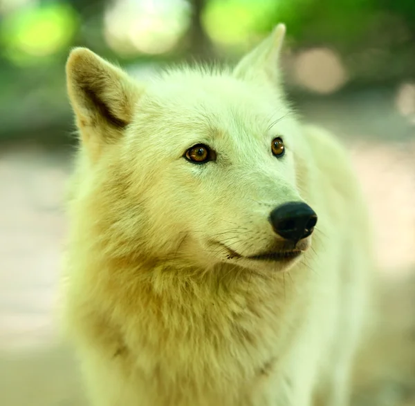 Lobo branco na floresta — Fotografia de Stock