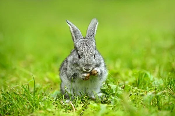 토끼는 녹색 잔디에 — 스톡 사진