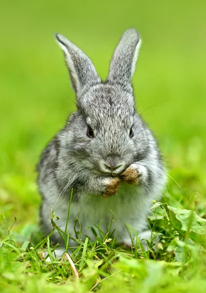 Заяц в зеленой траве — стоковое фото