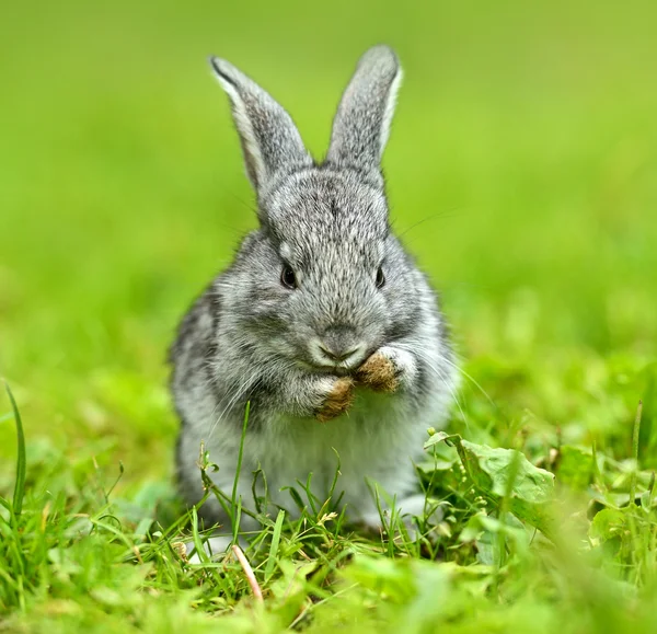 Заєць у зеленій траві — стокове фото