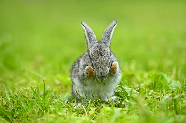 Un iepure este într-o iarbă verde — Fotografie, imagine de stoc