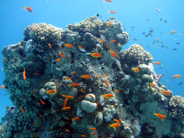 鱼类和珊瑚 — 图库照片