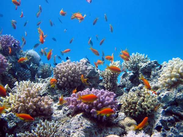 Červené ryby a korálové útesy — Stock fotografie