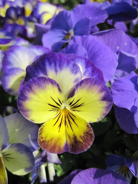 Pansy blu — Foto Stock