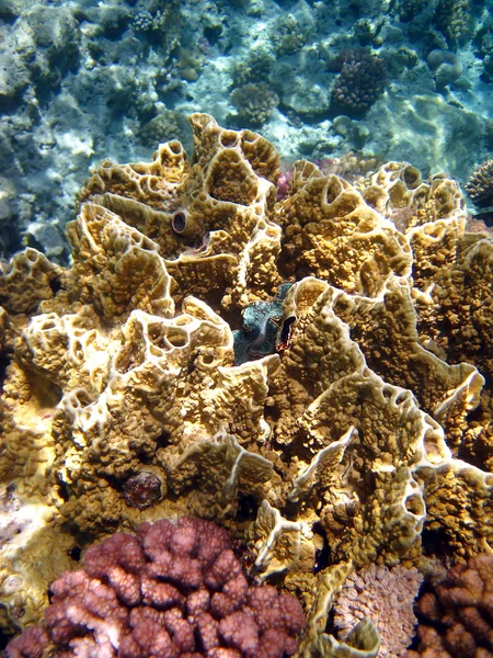 多彩的珊瑚礁 — 图库照片