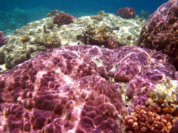 Пурпурный коралл — стоковое фото