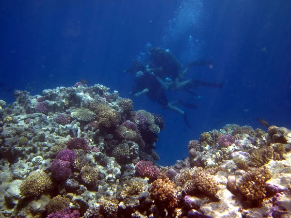 Coral reef en duikers — Stockfoto