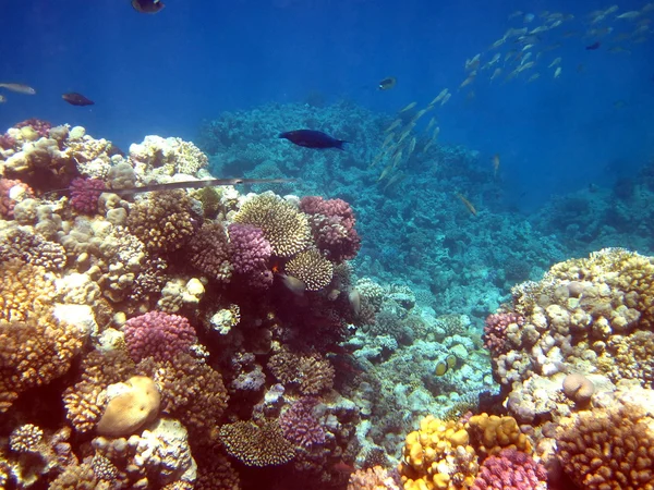Recifes de coral e peixes — Fotografia de Stock