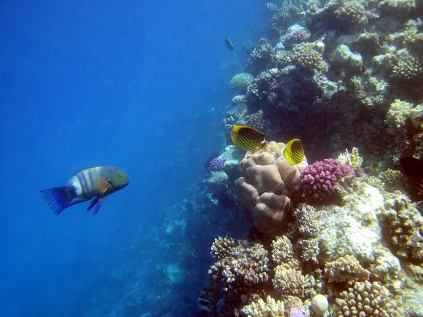 Récif corallien et poissons — Photo