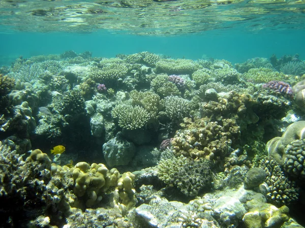 Коралловый риф и рыба — стоковое фото