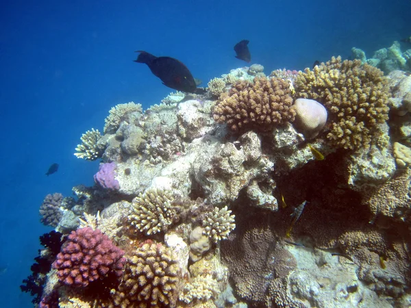 Korallrev och fisk — Stockfoto
