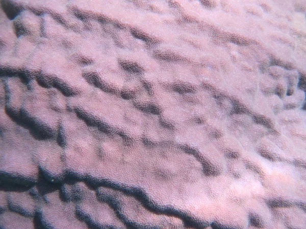Corallo viola — Foto Stock