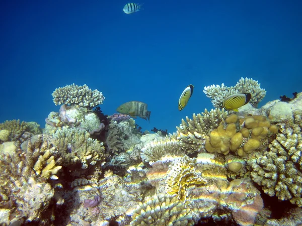 サンゴ礁と魚 — ストック写真