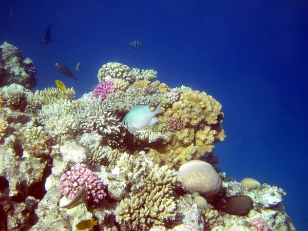 Arrecife de coral y peces —  Fotos de Stock