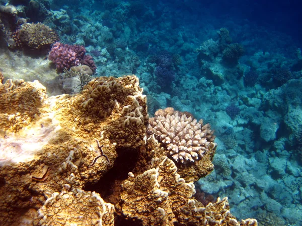 Korallrev Stockbild