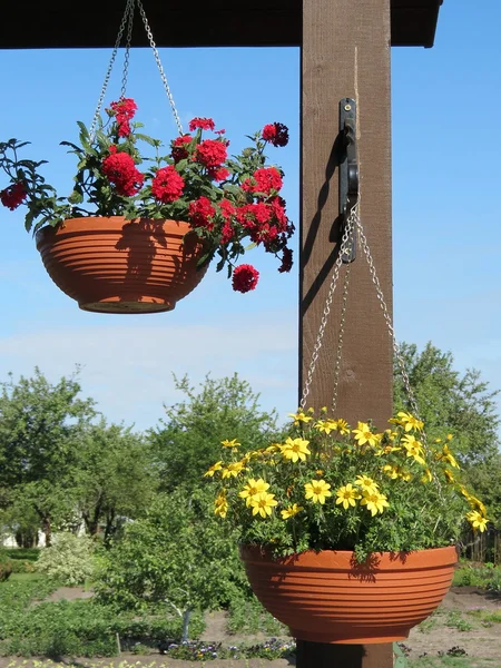 Stock image Flowers