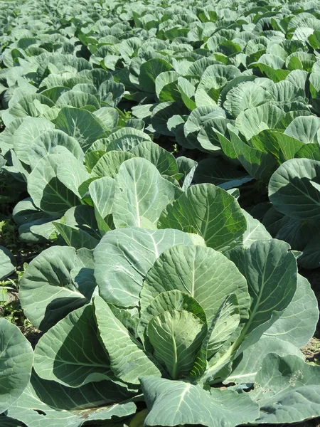 Cabbage crop — Stock Photo, Image