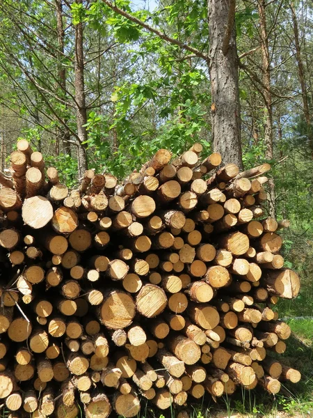 Деревянный стек — стоковое фото