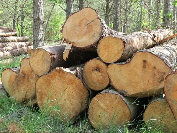 Holz im Wald — Stockfoto