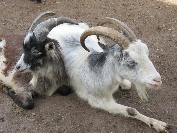 stock image Resting goats