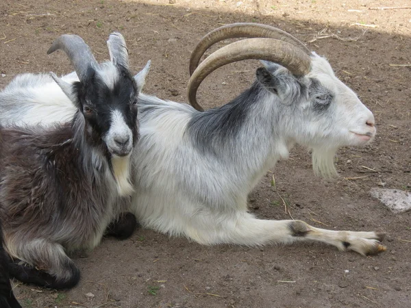 stock image Resting goats