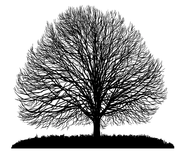 Silueta de un árbol — Vector de stock