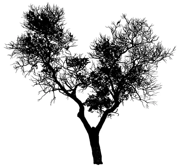 Sziluett egy fa — Stock Vector