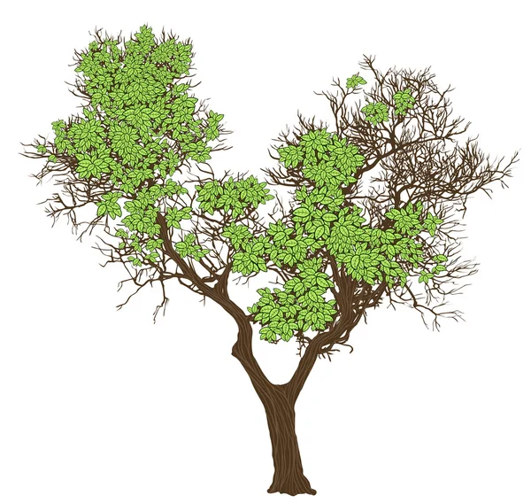 Gröna träd. — Stock vektor