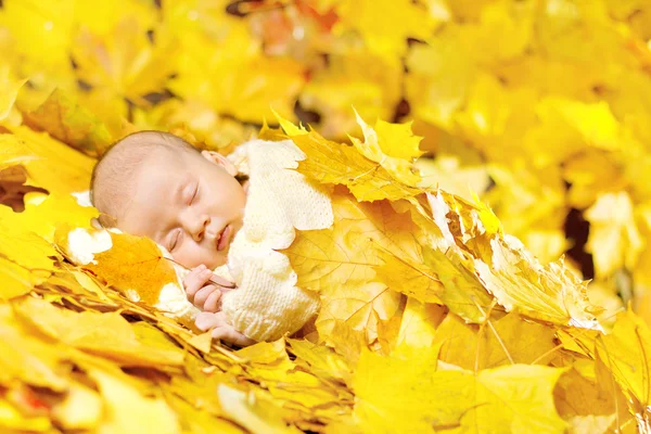Yeni doğan bebek uyku içinde akçaağaç yaprakları sonbaharda. portre kadar yakın. — Stok fotoğraf
