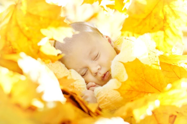 Νεογέννητο μωρό που κοιμάται σε σφενδάμι, αφήνει το φθινόπωρο. κοντινό πλάνο με πορτρέτο. — Φωτογραφία Αρχείου