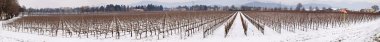 Vineyard in Franciacorta in winter with snow clipart