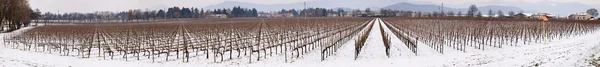 Vineyard in Franciacorta in winter with snow — Stock Photo, Image
