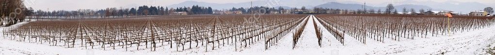 Vineyard in Franciacorta in winter with snow