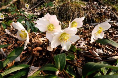 Grup ortamlarında Karaca ot (Helleborus niger) çiçek