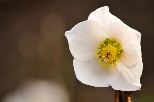 Karaca ot (Helleborus niger) çiçek — Stok fotoğraf