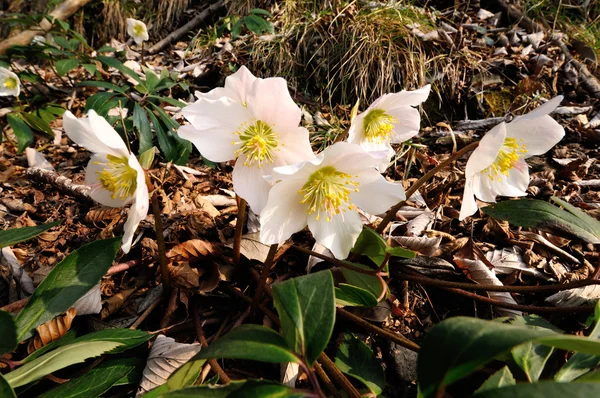 Gruppo di fiori Hellebore (Helleborus niger) nel loro habitat — Foto Stock
