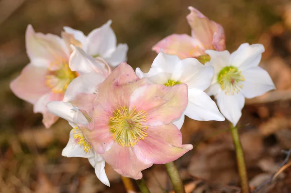 Skupina květy Čemeřice (Helleborus niger) v jejich prostředí — Stock fotografie