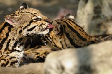 Two young ocelots grooming clipart