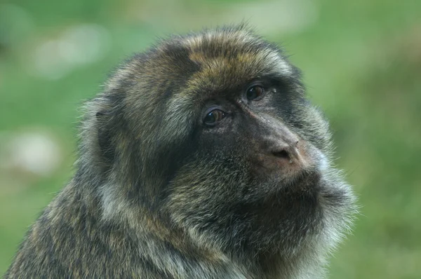 Portrait of barbary macaque — Stock Photo, Image