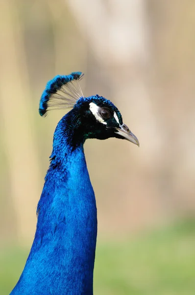 Closeup of peacock head and neck — Stock Photo, Image